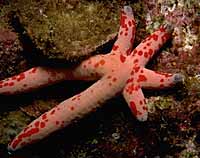 Starfish (photo copyrighted) (Courtesy of Eden Communications).
