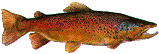 Salmon (illustration copyrighted) (Courtesy of Eden Communications).