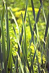 Plants (photo copyrighted) (Courtesy of Eden Communications)