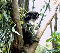 Koalas in Australia. Copyrighted: Paul S. Taylor (Eden Comm.)