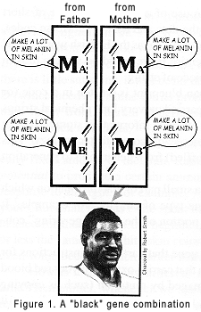A 'black' gene combination. Illustration copyrighted.