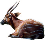 Antelope. Photo copyrighted.