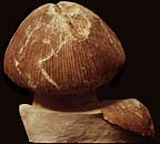 Mushroom Hairstyle